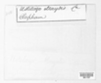 Mycosarcoma maydis image